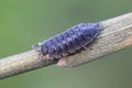 Common Woodlouse, Oniscus asellus Royalty Free Stock Photo