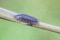 Common Woodlouse, Oniscus asellus Royalty Free Stock Photo