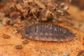 Common woodlouse on a stone, close-up Royalty Free Stock Photo
