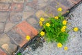 A common Wooley Sunflower growing in the sidewalk Royalty Free Stock Photo