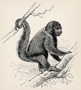 The common woolly monkey (Lagothrix lagothricha). Royalty Free Stock Photo