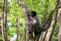 Common Woolly Monkey, unique gray monkey with long tail native in tropical forests of Amazonia, Ecuador. Royalty Free Stock Photo