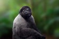 Common Woolly Monkey Royalty Free Stock Photo