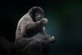 Common Woolly Monkey Royalty Free Stock Photo