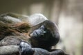 Common Woolly Monkey Royalty Free Stock Photo