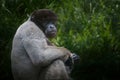 Common Woolly Monkey Royalty Free Stock Photo