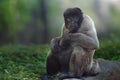 Common Woolly Monkey Royalty Free Stock Photo