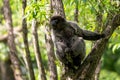 Common Woolly Monkey, unique gray monkey with long tail native in tropical forests of Amazonia, Ecuador. Royalty Free Stock Photo