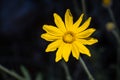 Common woolly sunflower Eriophyllum lanatum wildflower blooming in Siskiyou County, California Royalty Free Stock Photo