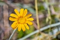 Common woolly sunflower Eriophyllum lanatum wildflower blooming Yosemite National Park, Sierra Nevada mountains, California Royalty Free Stock Photo