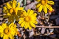 Common woolly sunflower Eriophyllum lanatum wildflowers blooming in Siskiyou County, California Royalty Free Stock Photo