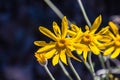 Common woolly sunflower Eriophyllum lanatum wildflowers blooming in Siskiyou County, California Royalty Free Stock Photo