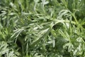Common wormwood (Artemisia absinthium) Royalty Free Stock Photo