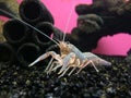 Common Yabby in aggressive stance Royalty Free Stock Photo