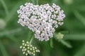 Common yarrow Achillea millefolium, flat cluster of creamy-white flowers