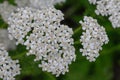 Common yarrow Achillea millefolium, a flat cluster of creamy-white flowers