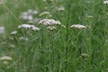 Common yarrow Achillea millefolium, flat clusters of creamy-white flowers