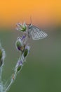 Black-veined moth, Siona lineata resting on wood cranesbill