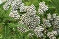 Common Yarrow Royalty Free Stock Photo