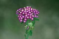 Common yarrow or Achillea millefolium perennial flowering plant with bunch of small violet with white center open blooming flowers Royalty Free Stock Photo