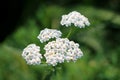 Common yarrow or Achillea millefolium flowering plant with bunch of small white open blooming flowers on green leaves background