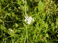 Common yarrow flower blooming in a garden outdoors Royalty Free Stock Photo