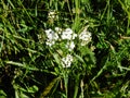 Common yarrow flower blooming in a garden outdoors Royalty Free Stock Photo