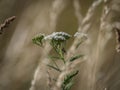 A common yarrow flower closeup in the middle of a wheat field, copy space Royalty Free Stock Photo