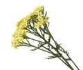 Common Yarrow Flower Royalty Free Stock Photo