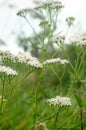 Common yarrow herb flowers Royalty Free Stock Photo