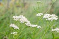 Common yarrow herb flowers