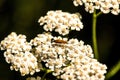 Common yarrow, medicinal herb, flower