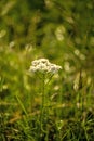 Common yarrow, medicinal herb in a meadow