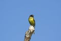 Common yellow-breasted bunting.