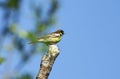 Common yellow-breasted bunting.