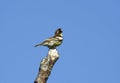 Common yellow-breasted bunting.