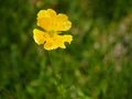 Common yellow country flower