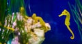 Common yellow estuary sea horse in macro closeup with seahorse family in the background marine life fish portrait