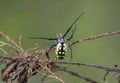 Yellow Garden Spider weaving web, Georgia Royalty Free Stock Photo