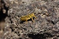 common yellow grasshopper