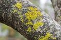 Common yellow lichen Xanthoria parietina on the grey bark of tree trunk on blurred green background. Selective focus. Royalty Free Stock Photo