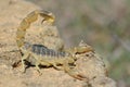 Common yellow scorpion (Buthus occitanus) in defensive posture in Azerbaijan