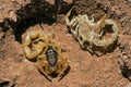Common Yellow Scorpion Buthus occitanus