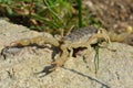 Common yellow scorpion (Buthus occitanus) with pincers open