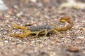 Common Yellow Scorpion side