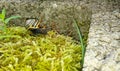 Common yellow  Snail woth black stripes on the green moss with stone background.  Close up,  side view Royalty Free Stock Photo