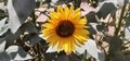 Common Yellow Sunflower Full Bloom on Green Leaves Background Royalty Free Stock Photo