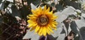 Common Yellow Sunflower Full Blooming on Green Leaves Background Royalty Free Stock Photo