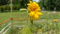 The common yellow sunflower plant in Tamulpur district,Assam