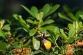 common yellow swallowtail butterfly perched on rhododendron Royalty Free Stock Photo